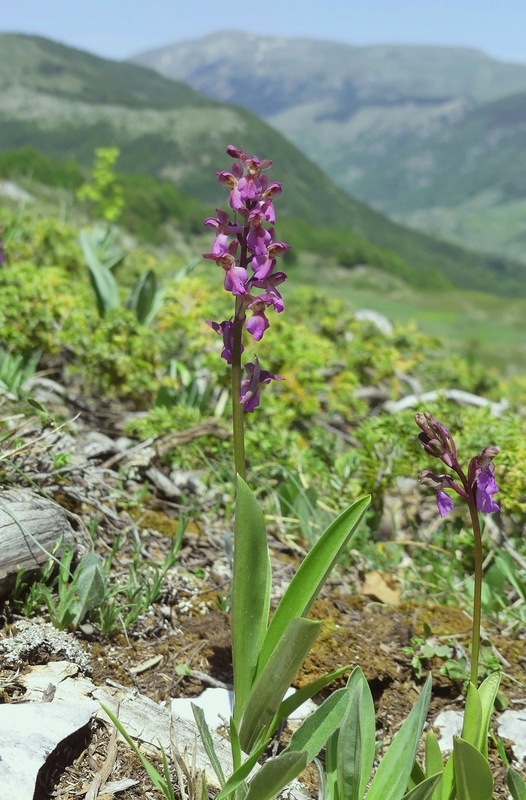 Il posto delle Orchis spitzelii (e non solo...)